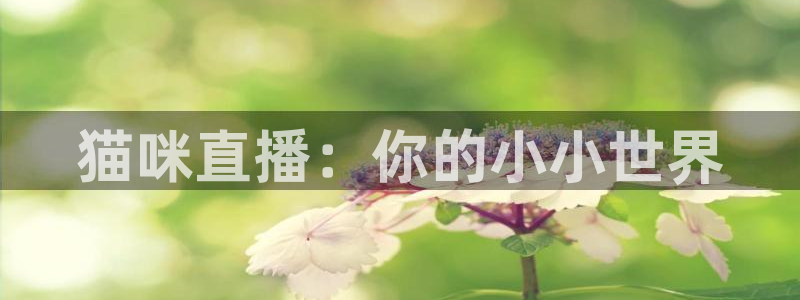 雨燕无插件体育直播：猫咪直播：你的小小世界